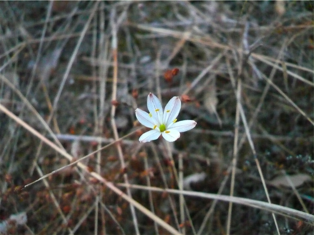 Simethis mattiazzi? no, Urginea fugax